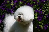 BICHON FRISE 530